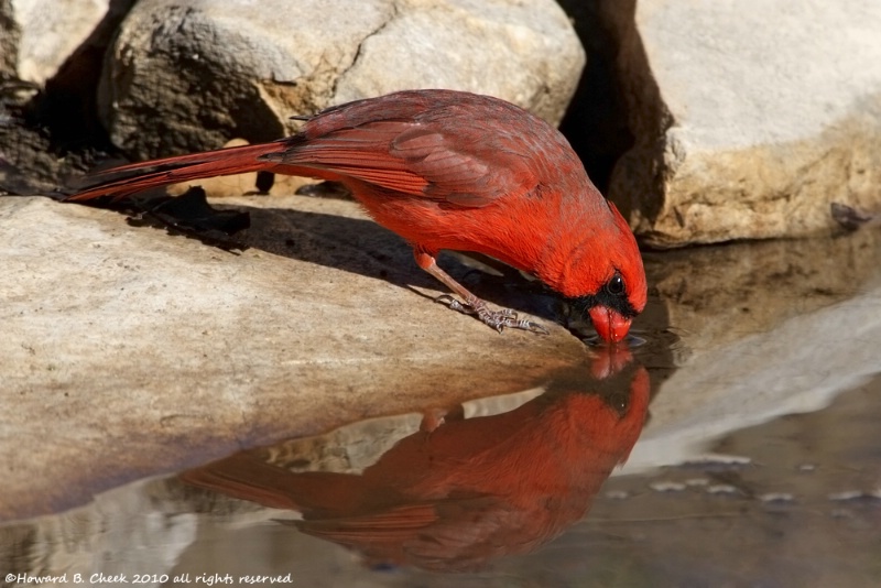 Reflected Drinker