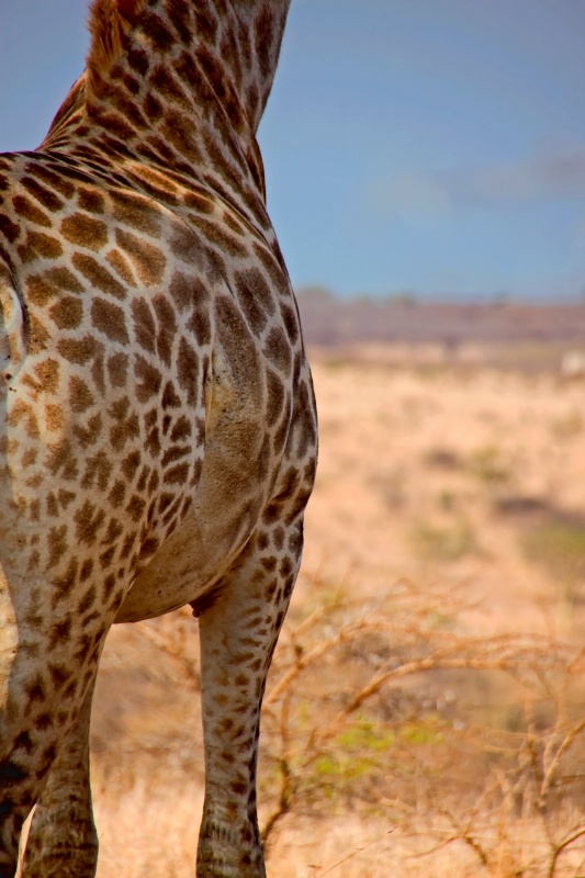 Surveying the African Grasslands