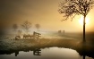 Sunny Morning