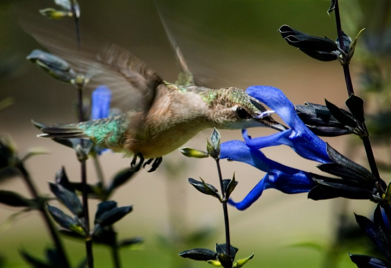 Hummingbird  # 6 - ID: 10889261 © Michael Cenci