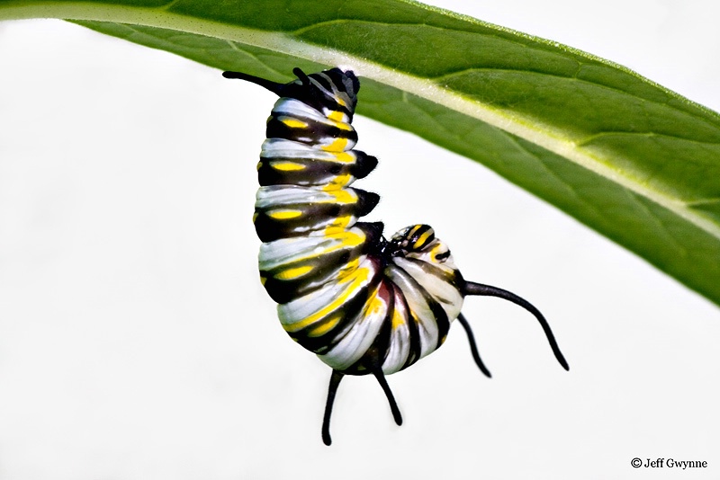 Queen Butterfly Larva (Caterpillar) - ID: 10889567 © Jeff Gwynne