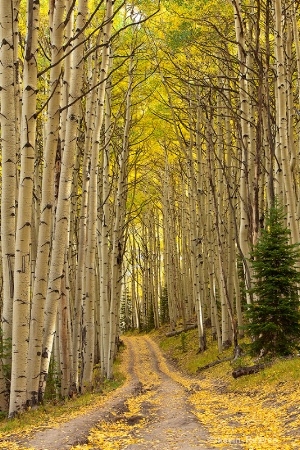 Aspens of Gold