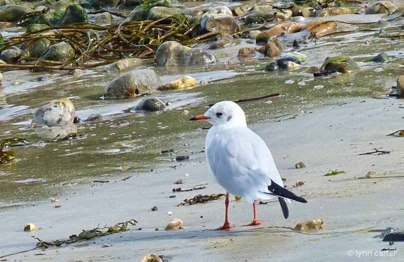 Small Tern On The Beach At Lyme