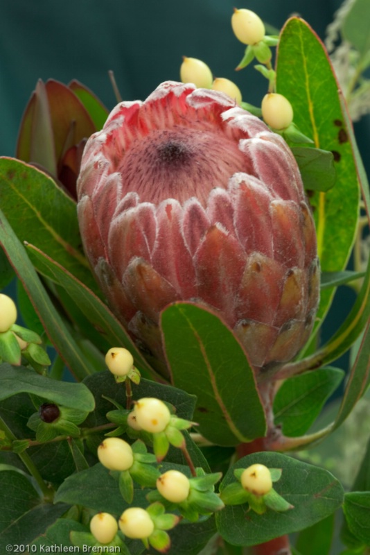 Protea