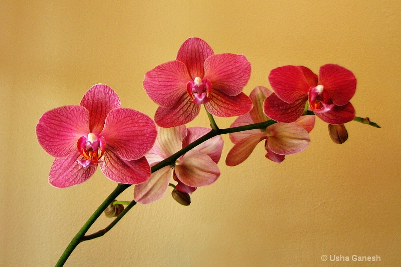 Delicate Orchids (Rev)