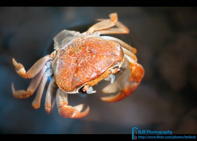 The Floating Crab