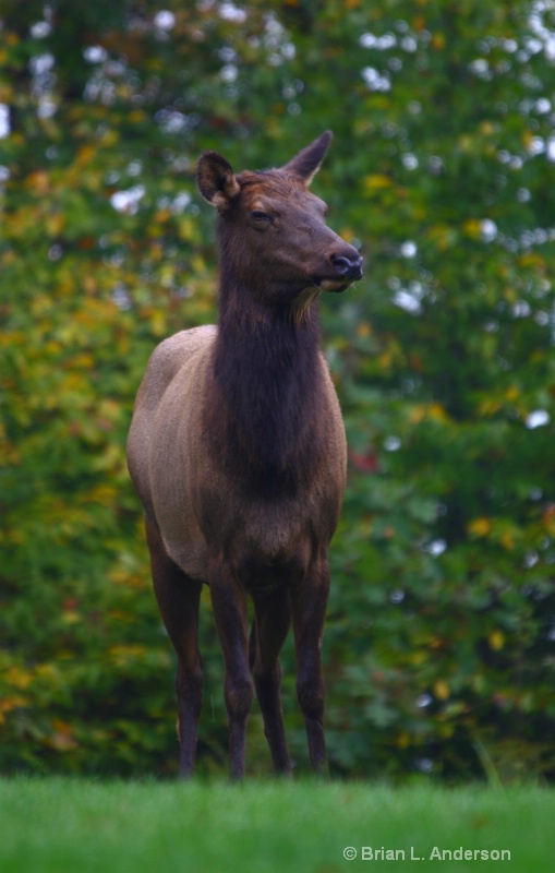Elk 2010