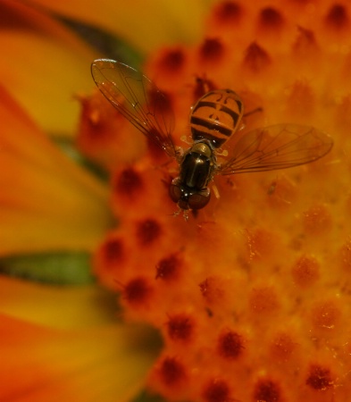 fruit fly on orange flower