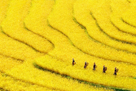 Yellow farm