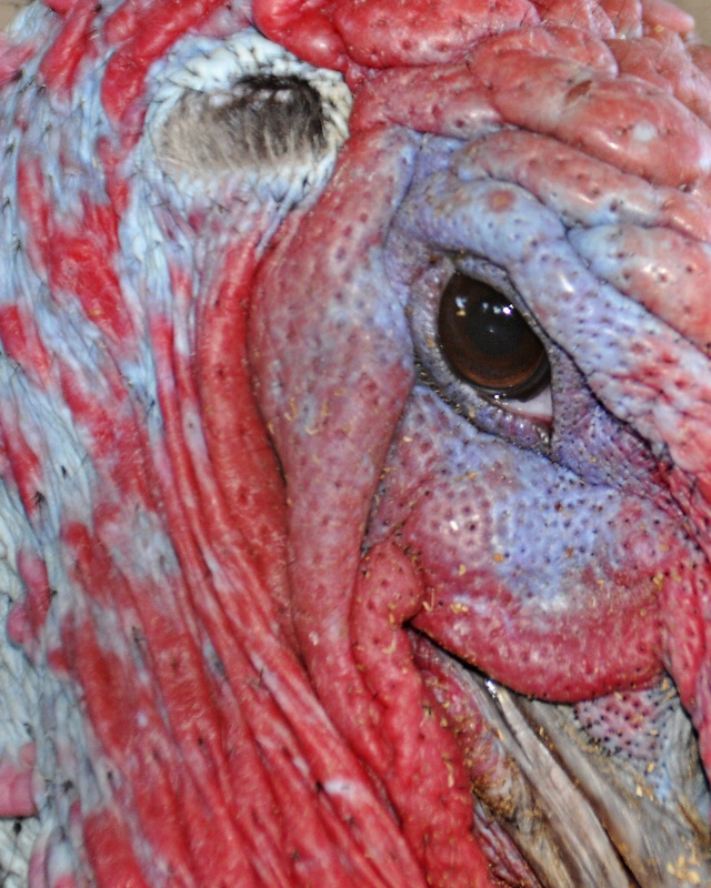 no turkey for you!
