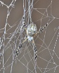 silver spider