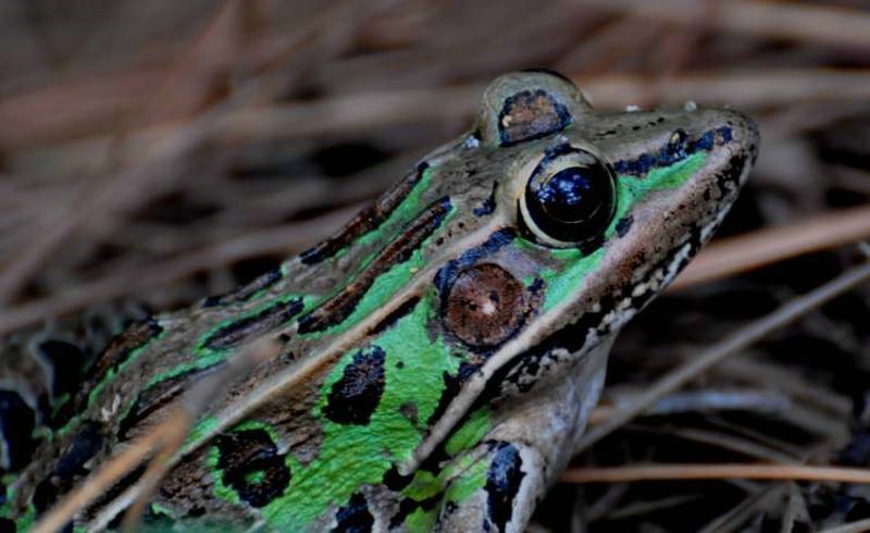 Southern Leopard Frog