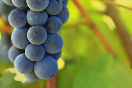 Grape Harvest Time
