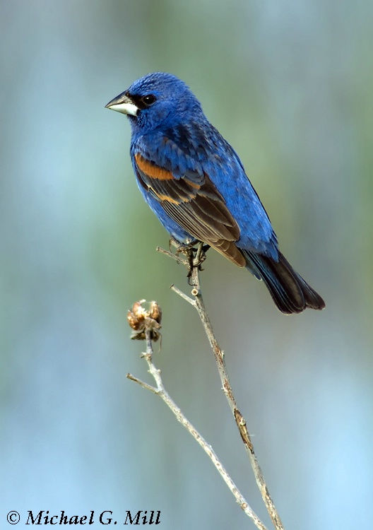 Blue Grosbeak Portrait