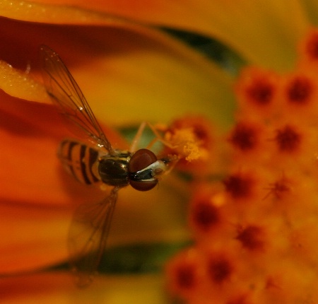 hoverfly on orange flower