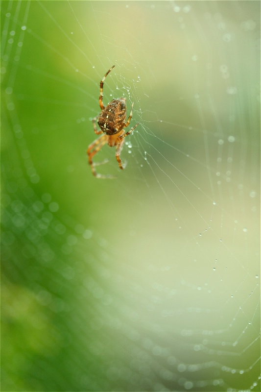 itsy bitsy spider and web