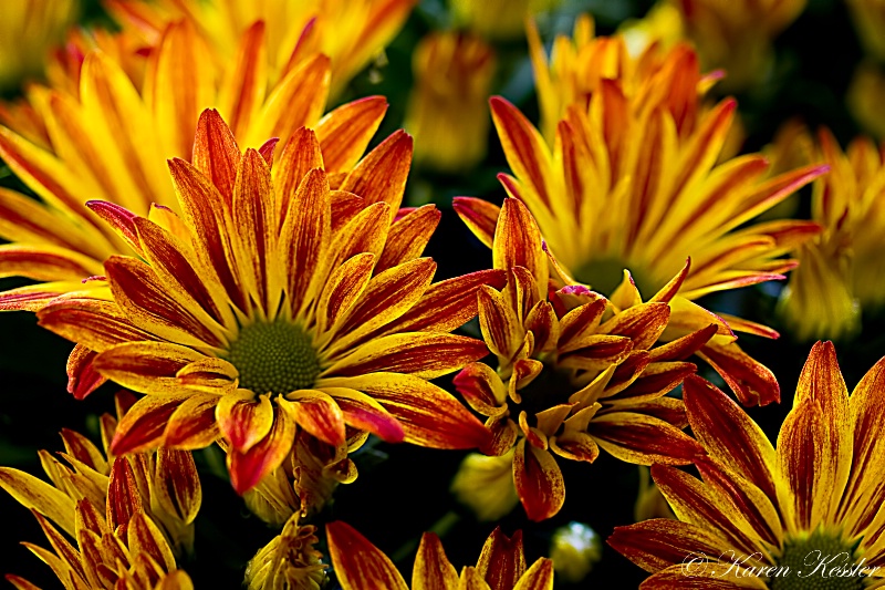 Field of Firecrackers