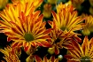 Field of Firecrac...