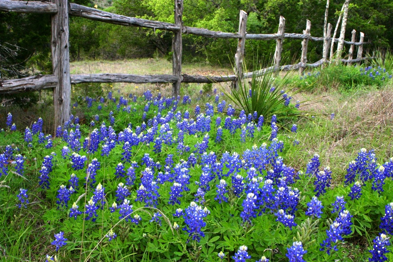 Wildflowers, Texas