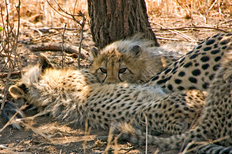  Cheetah Cubs