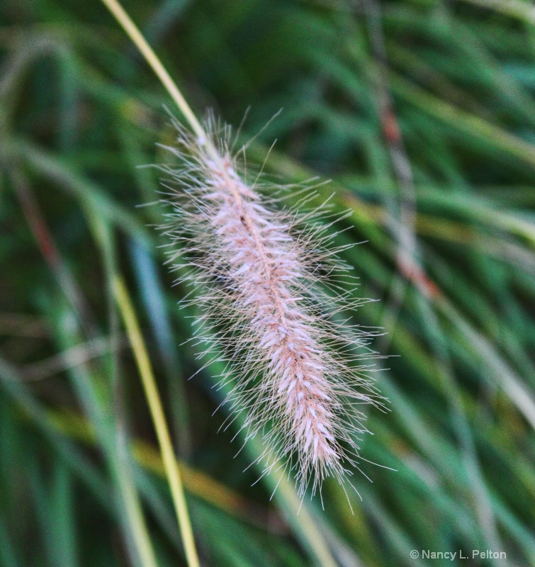 Grass going to seed