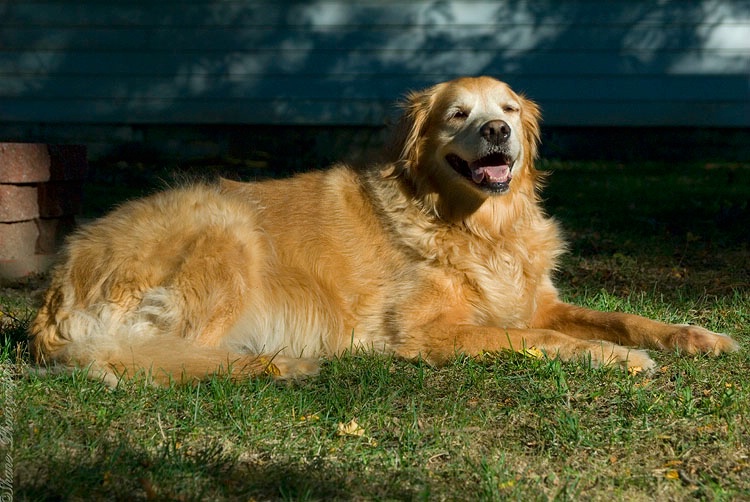 Early Evening Sunbath