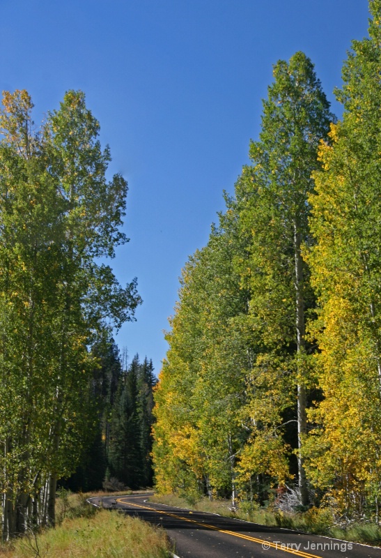 Aspen Colors - ID: 10897702 © Terry Jennings