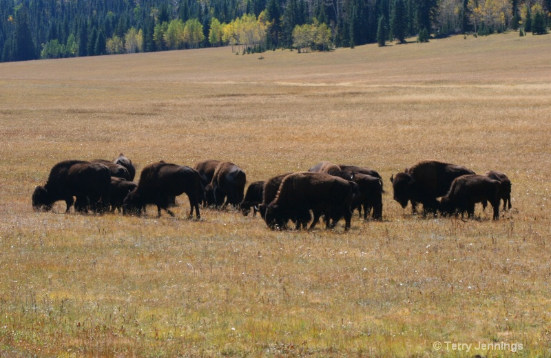 Buffalo Herd - ID: 10897704 © Terry Jennings