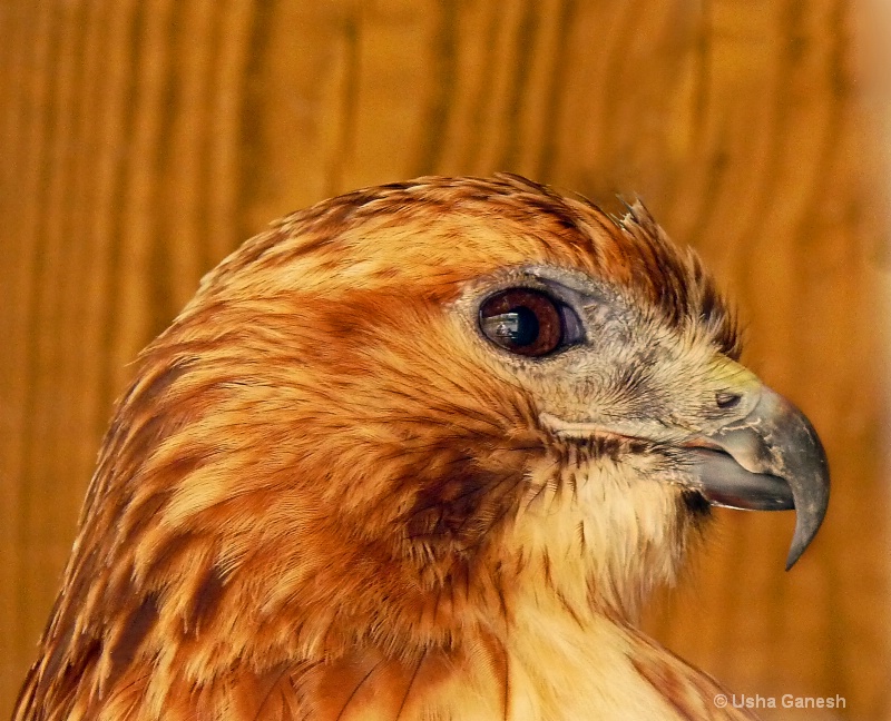 Red-Tailed Hawk Close-up