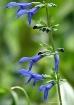 Naturally Blue