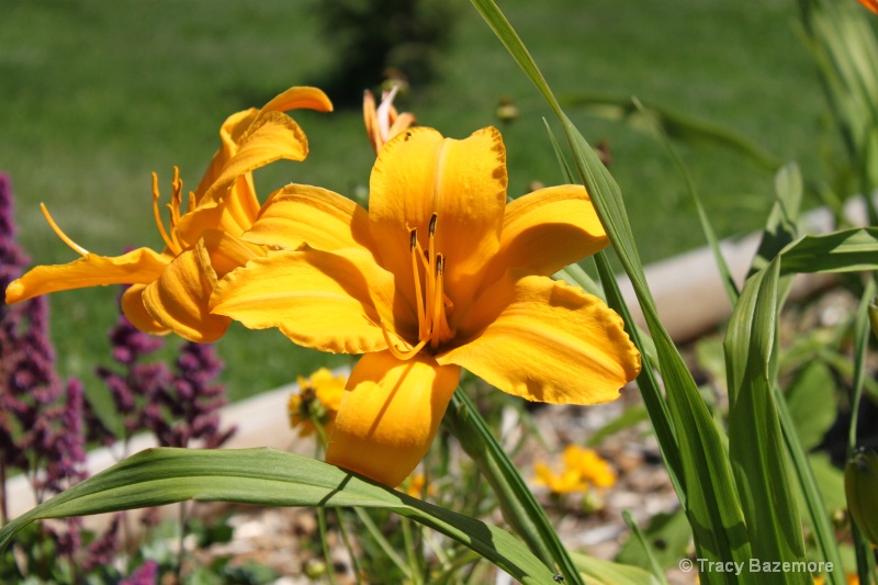 tulip garden - ID: 10899721 © Tracy Bazemore