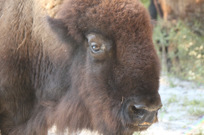 buffalo portrait - ID: 10899785 © Tracy Bazemore