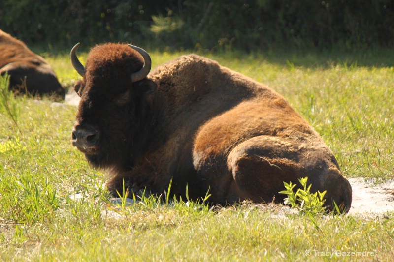 buffalo - ID: 10899787 © Tracy Bazemore