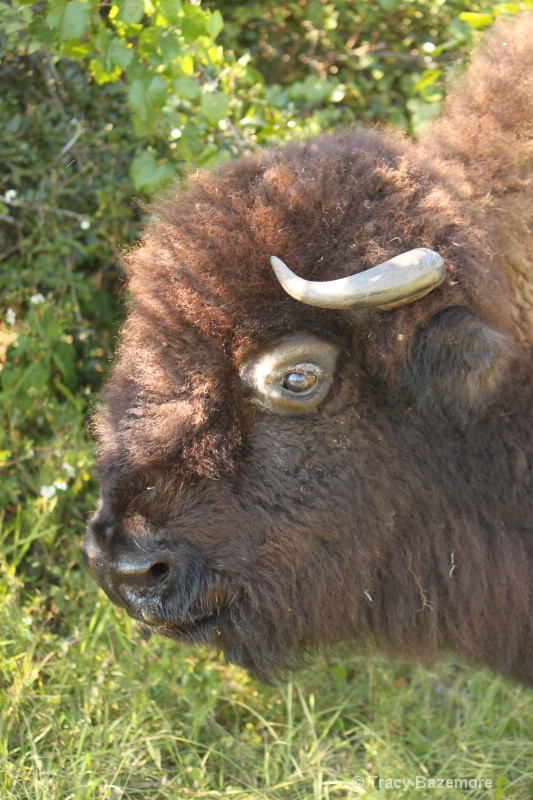 mighty buffalo - ID: 10899819 © Tracy Bazemore