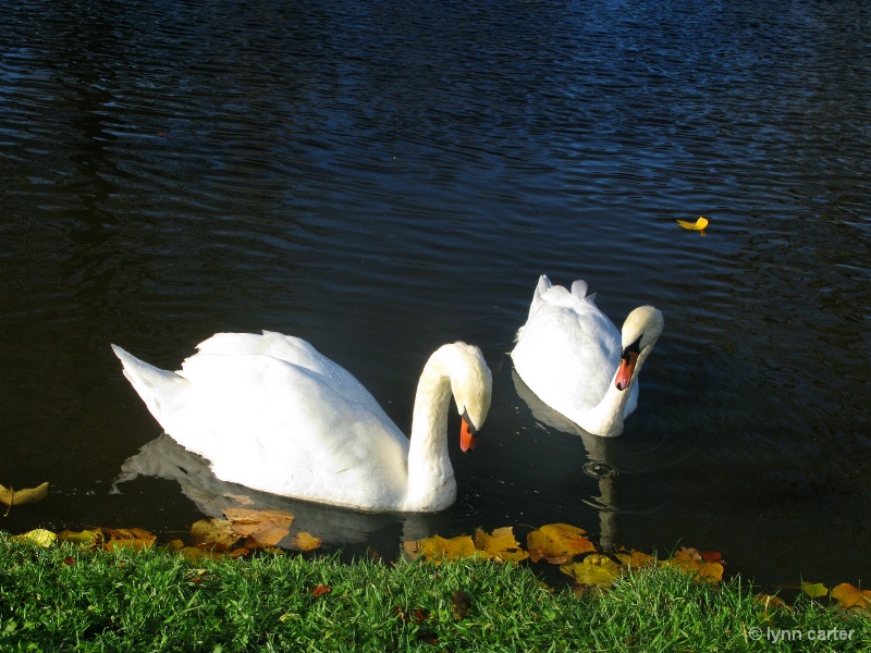 Swans On Lake At  Forde Abbey