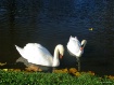 Swans On Lake At ...