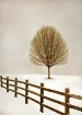 Tree with fence