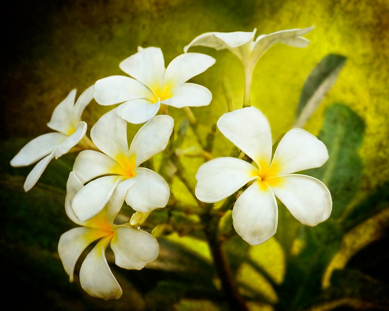 White Plumeria