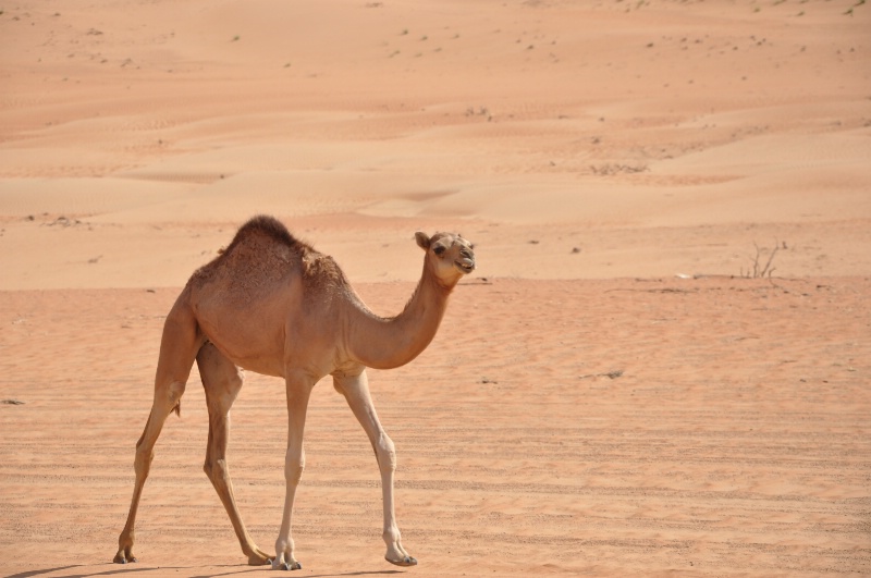Camel in Wahiba