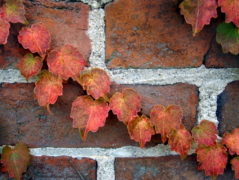 Fall Ivy Leaves - ID: 10901748 © Theresa Marie Jones