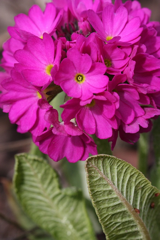 Pink primula