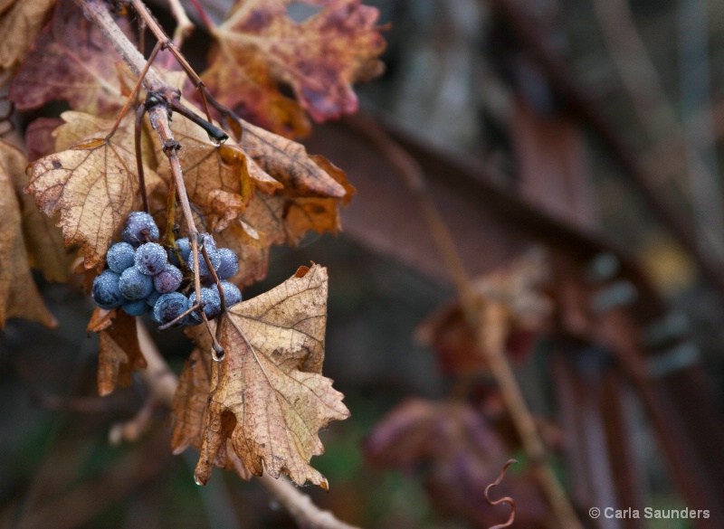 Shapes and Colors of Fall