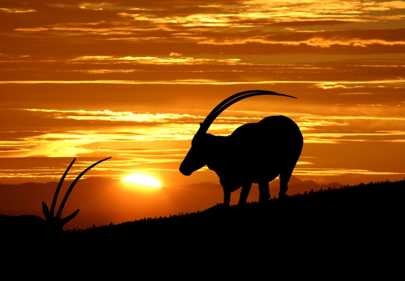 Scimaitar horned Oryses at sunrise