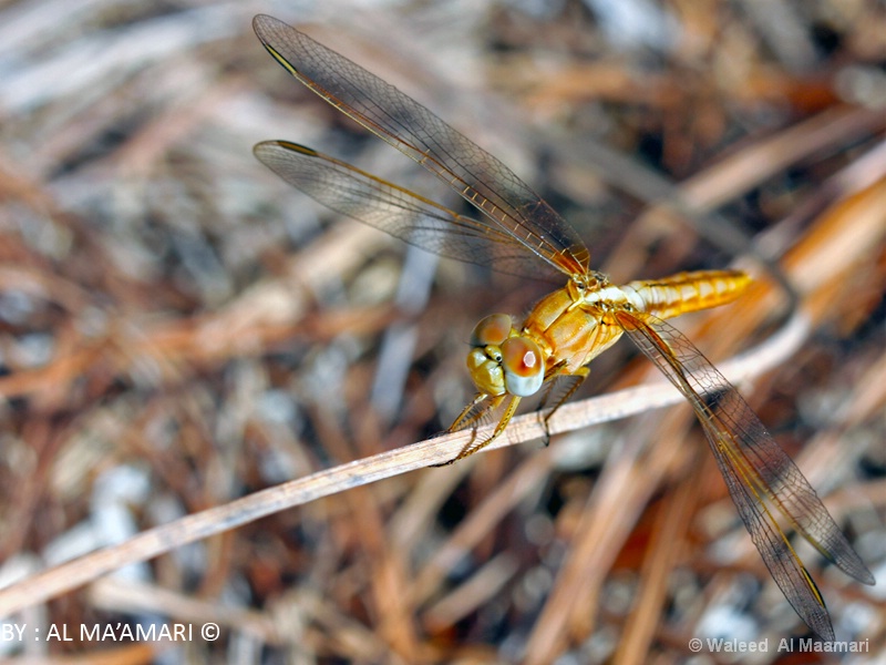 Dragonfly