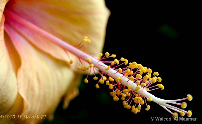 Hibiscus