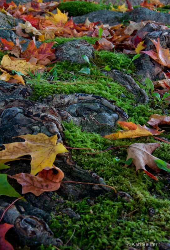 Moss and leaves