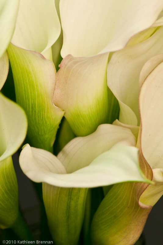 Calla Lilies