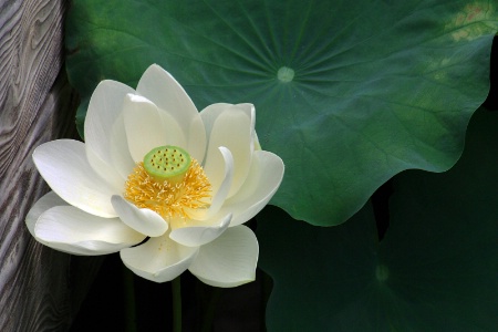 Lotus