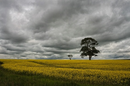 Canola Storm