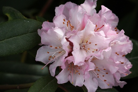Rhododendron “Christmas cheer” 